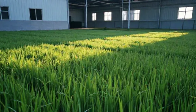 农业技术推广中使用与维护的两种做法对比